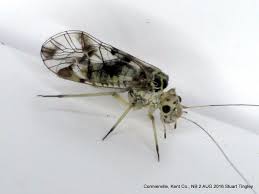 Attēlu rezultāti vaicājumam “Metylophorus nebulosus”