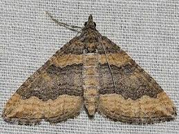 Attēlu rezultāti vaicājumam “Perizoma affinitata”