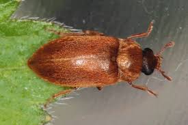 Attēlu rezultāti vaicājumam “Byturus tomentosus”