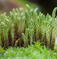 Attēlu rezultāti vaicājumam “Philonotis”