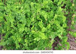 Attēlu rezultāti vaicājumam “Astragalus glycyphyllos”