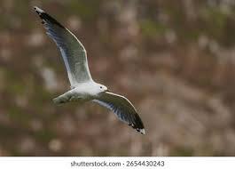 Attēlu rezultāti vaicājumam “Larus canus adult”