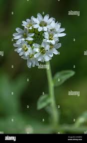 Attēlu rezultāti vaicājumam “Berteroa incana flower”