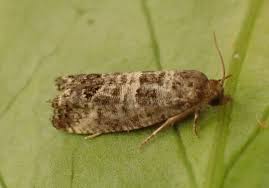 Attēlu rezultāti vaicājumam “Spilonota ocellana”