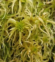 Attēlu rezultāti vaicājumam “Sphagnum fallax”