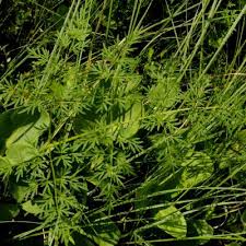 Attēlu rezultāti vaicājumam “Peucedanum palustre leaf”