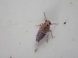 Attēlu rezultāti vaicājumam “Psallus sp. imago”