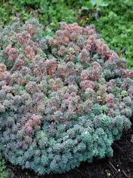 Attēlu rezultāti vaicājumam “Sedum hispanicum leaf”