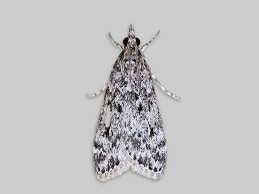 Attēlu rezultāti vaicājumam “Eudonia lacustrata”