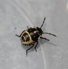 Attēlu rezultāti vaicājumam “Tritomegas bicolor nymph”