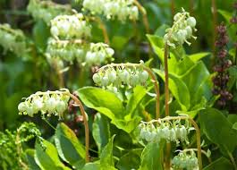 Attēlu rezultāti vaicājumam “Orthilia secunda fruit”