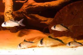 Image result for fish corydoras
