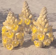 Attēlu rezultāti vaicājumam “Orobanchaceae”