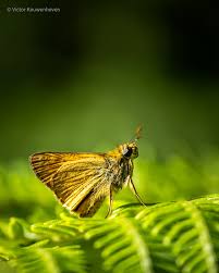 Attēlu rezultāti vaicājumam “Ochlodes sylvanus female”