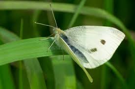 Attēlu rezultāti vaicājumam “Pieris rapae male”