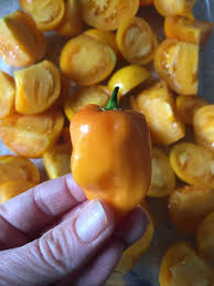 Afbeeldingsresultaat voor orange habanero hot pepper
