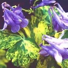 Image result for Aquilegia vulgaris