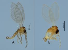 Attēlu rezultāti vaicājumam “Psychodidae”