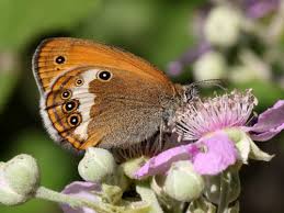 Attēlu rezultāti vaicājumam “Coenonympha arcania”