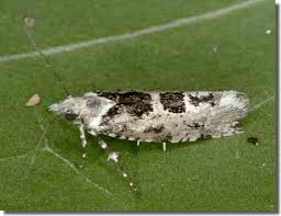 Attēlu rezultāti vaicājumam “Ypsolopha sequella”