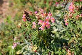 Attēlu rezultāti vaicājumam “Antirrhinum majus leaf”