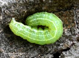 Attēlu rezultāti vaicājumam “Cosmia trapezina”