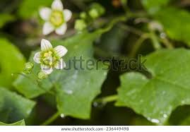 Attēlu rezultāti vaicājumam “Bryonia alba bud”