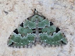 Attēlu rezultāti vaicājumam “Colostygia pectinataria”