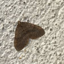 Attēlu rezultāti vaicājumam “Operophtera”