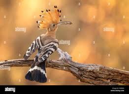 Attēlu rezultāti vaicājumam “Upupa epops adult”