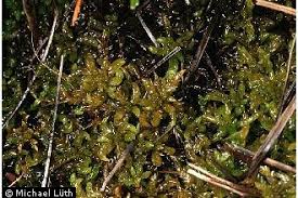 Attēlu rezultāti vaicājumam “Sphagnum platyphyllum”