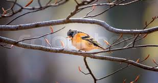 Attēlu rezultāti vaicājumam “Fringilla montifringilla female”