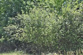 Attēlu rezultāti vaicājumam “Crataegus x macrocarpa leaf”