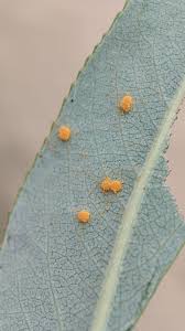 Attēlu rezultāti vaicājumam “Melampsora epitea”