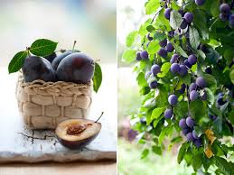 Attēlu rezultāti vaicājumam “Prunus domestica subsp. domestica”