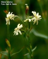 Attēlu rezultāti vaicājumam “Silene tatarica”
