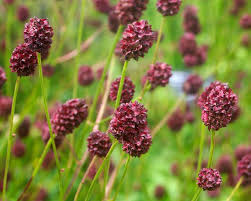 Attēlu rezultāti vaicājumam “Sanguisorba officinalis leaf”