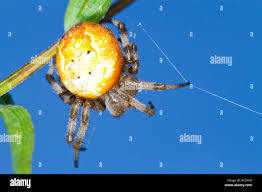 Attēlu rezultāti vaicājumam “Araneus quadratus female”