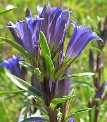 Attēlu rezultāti vaicājumam “Gentiana pneumonanthe flower”