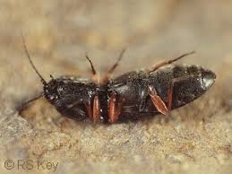 Attēlu rezultāti vaicājumam “Cardiophorus ruficollis”