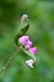 Attēlu rezultāti vaicājumam “Lathyrus vernus bud”
