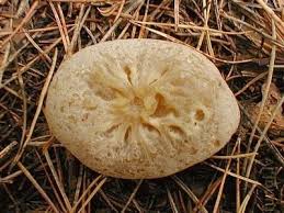 Attēlu rezultāti vaicājumam “Sowerbyella radiculata”