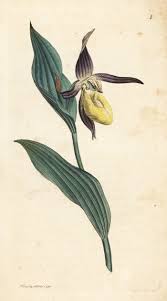 Attēlu rezultāti vaicājumam “Cypripedium calceolus”