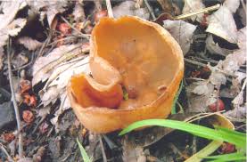 Attēlu rezultāti vaicājumam “Peziza repanda”