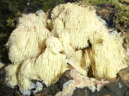 Attēlu rezultāti vaicājumam “Sarcodontia crocea”