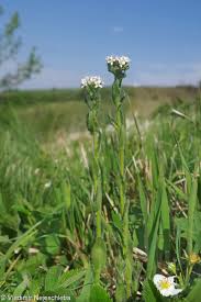 Attēlu rezultāti vaicājumam “Arabis hirsuta flower”
