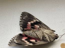 Attēlu rezultāti vaicājumam “Catocala sponsa”