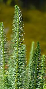 Attēlu rezultāti vaicājumam “Hippuridaceae”