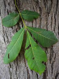 Attēlu rezultāti vaicājumam “Carya ovata leaf”