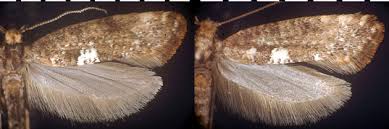 Attēlu rezultāti vaicājumam “Acrolepiopsis assectella”